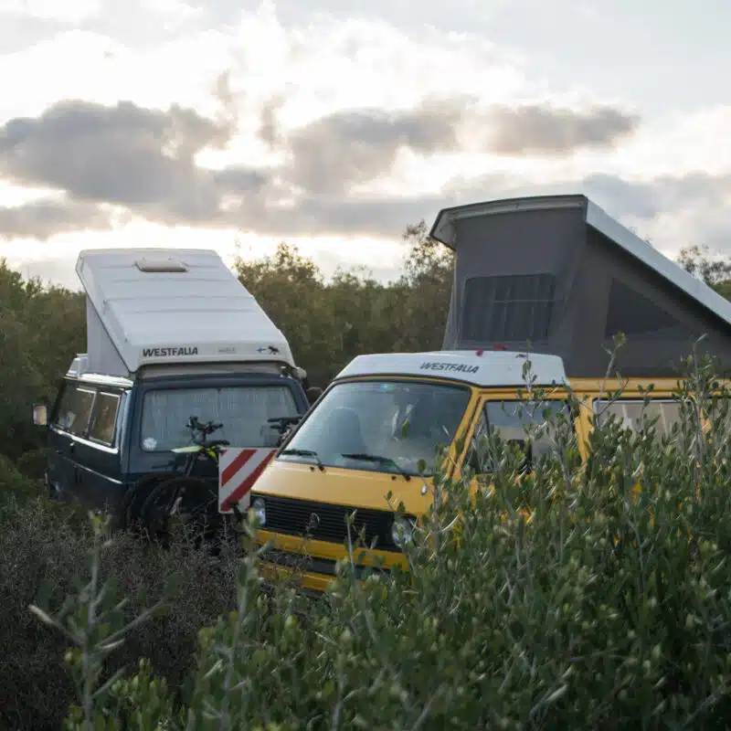 Dark blue T3 and yellow T3 Westfalia campers with pop tops shown parked in bushes